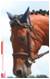 qualification Aventure de Taille 7ans 
