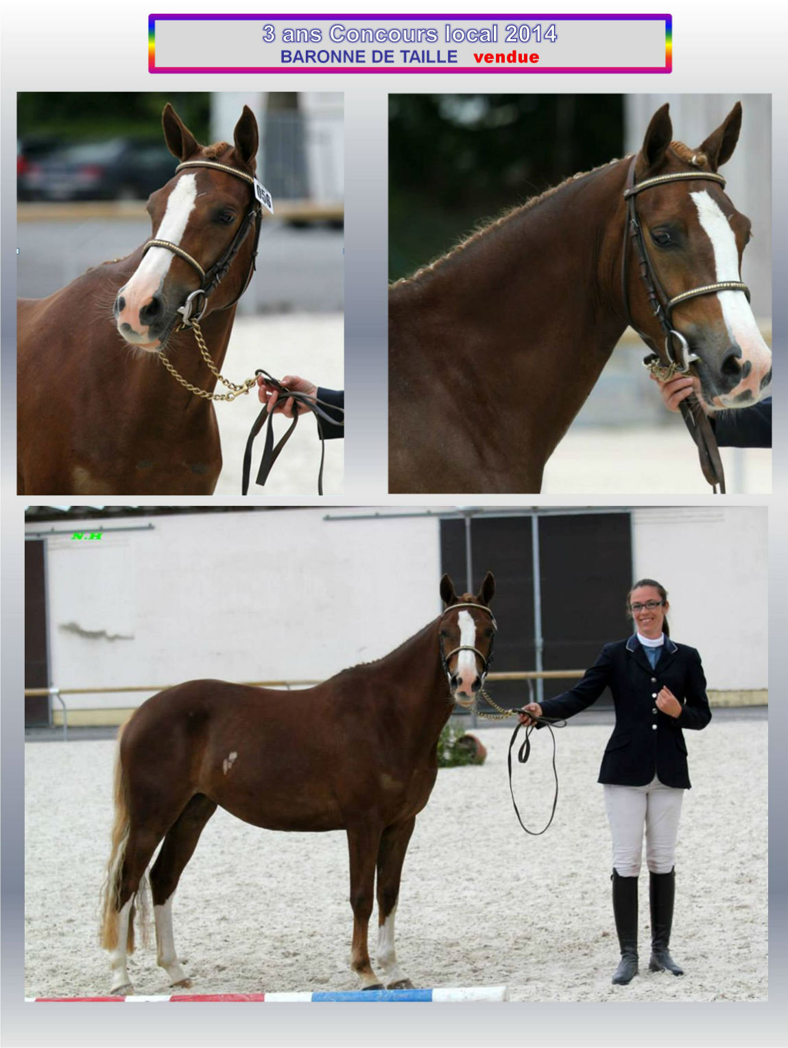 Baronne de taille concours d`élevage 3 ans 2014