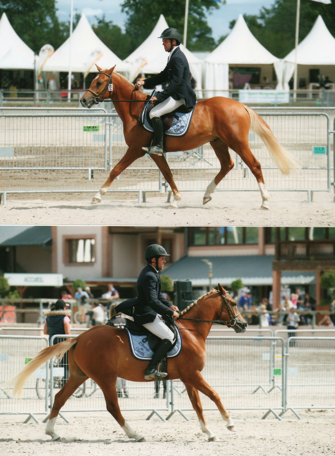 Céleste de taille 6ème LAMOTTE 2015 de HEBE des Hurlières et ARON`N