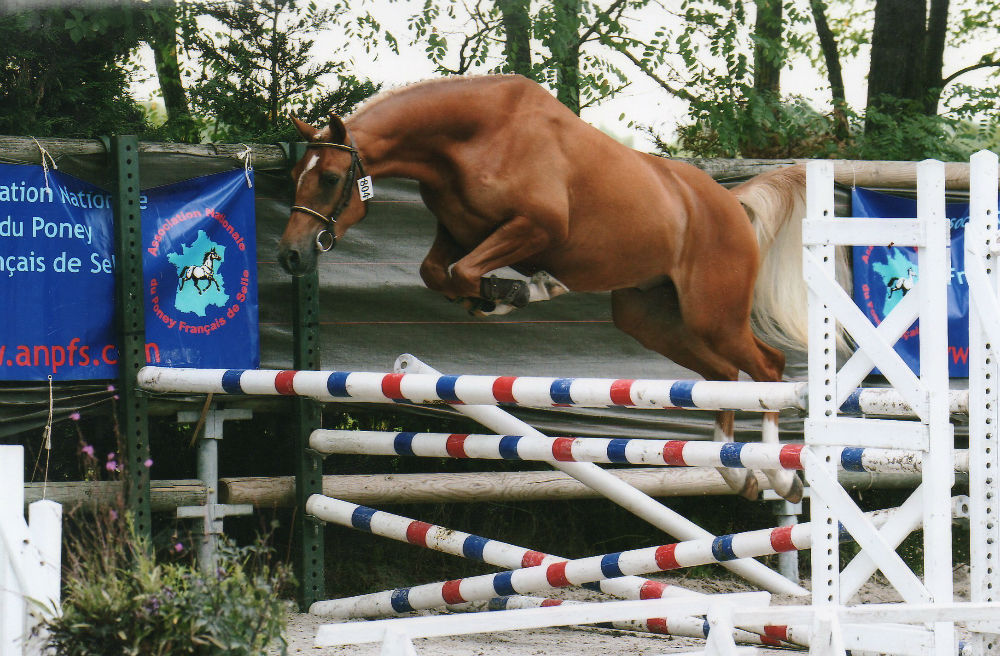 Céleste de taille 6ème LAMOTTE 2015 de HEBE des Hurlières et ARON`N