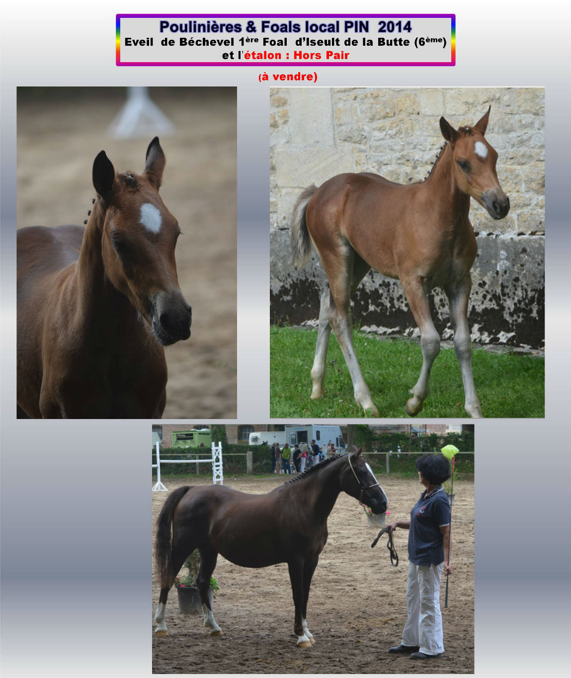 Iseult de la Butte concours 2014 avec Eveil de Bechevel 1er foal 2014 au local Le Pin