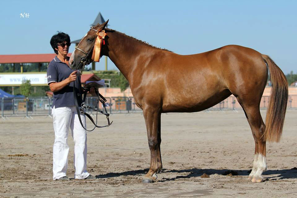 Devinette de Béchevel LAMOTTE 2015 d`Iseult de la Butte et Aron`n Vice championne