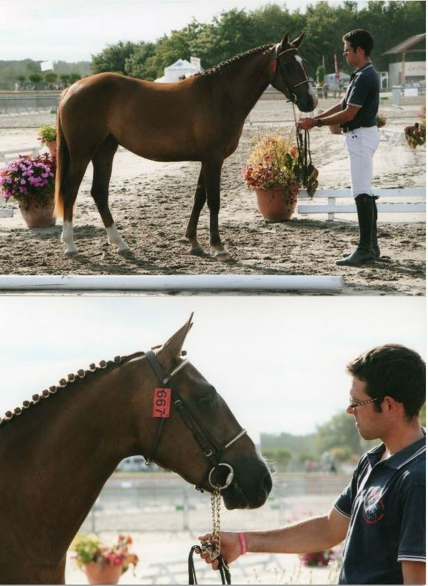 Devinette deBéchevel au national 2015 sauts Iseult de la Butte et ARON` N vice championne