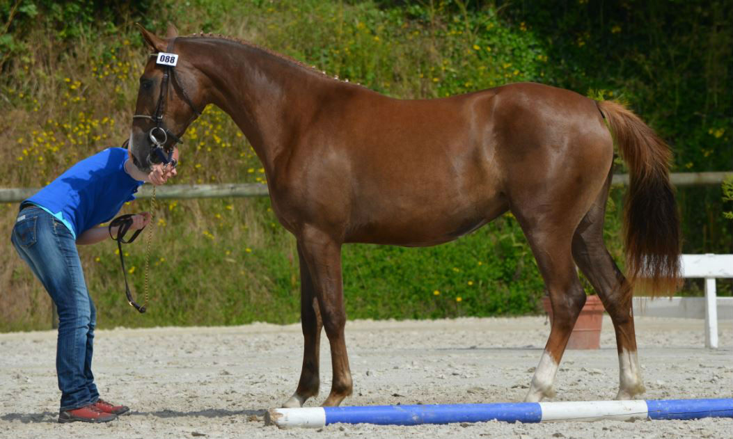 Devinette de Béchevel d`Iseult de la Butte et d` ARON`N à vendre