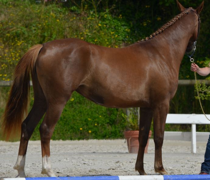 Devinette de Béchevel d`Iseult de la Butte et d` ARON`N à vendre 