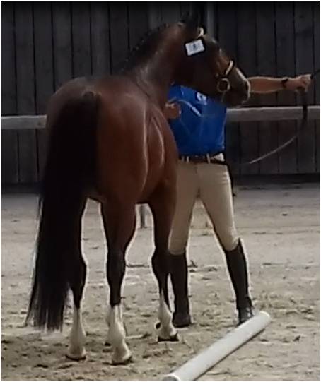 Floki de Béchevel concours d`élevage Saint LO 2018 7 ème