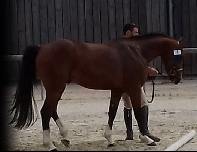 Floki de Béchevel concours d`élevage Saint LO 2018