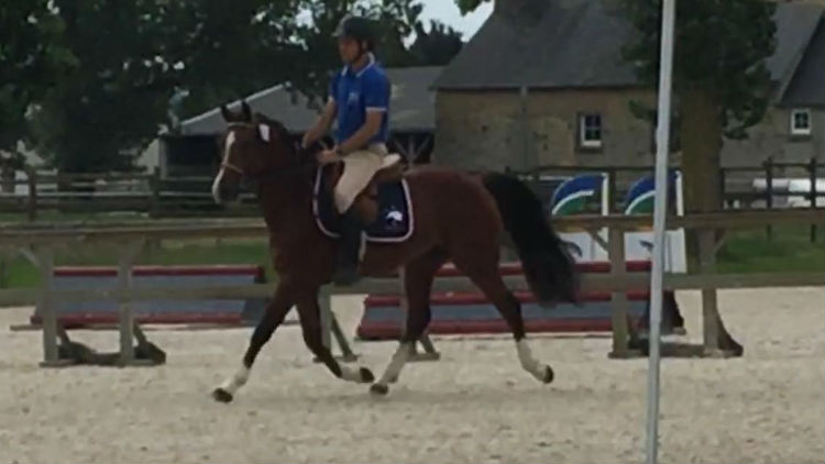 Floki de Béchevel concours d`élevage Saint LO 2018 7 ème