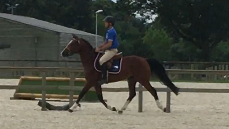 Floki de Béchevel concours d`élevage Saint LO 2018 7 ème