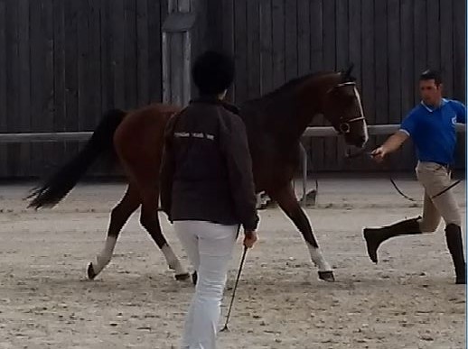 Floki de Béchevel concours d`élevage Saint LO 2018 7 ème