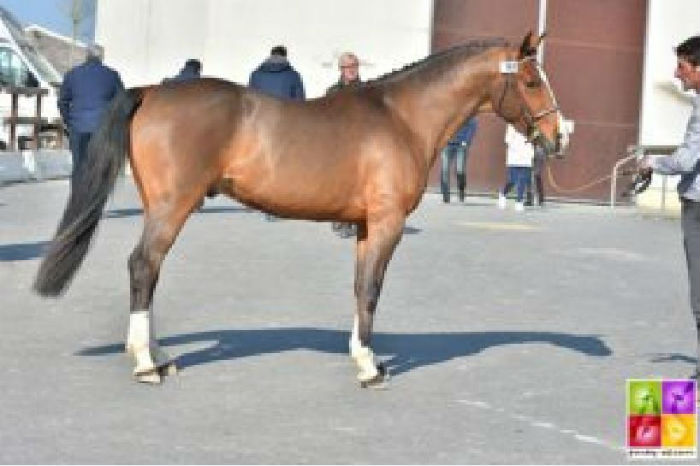 Floki de Béchevel qualifié au National 2017 et présent au salon des étalons de SAINT LO le 24 et 25 février 2018 PONEY AS