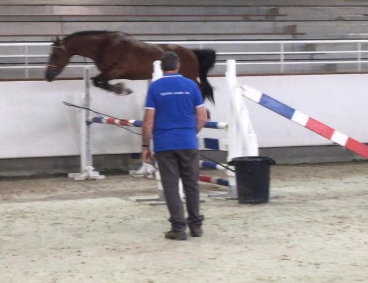 Floki de Béchevel concours d`élevage Saint LO 2018 7 ème