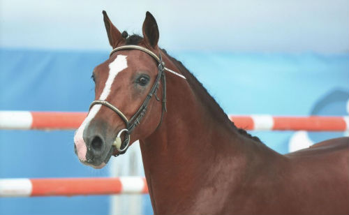 Floki de Béchevel de l`élevage de taille national 2017