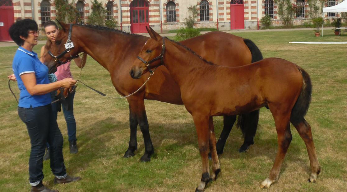 Fortuné de Taille classé 2ème (à vendre) d`Elisée du Vast et de VEGAS des Landelles (fils de Quabar)