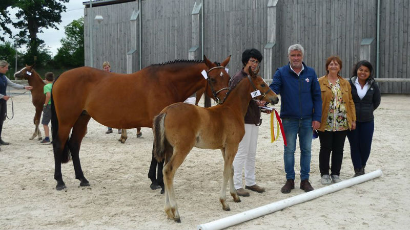 Impériale de Taille de Vagabonde de Taille Championne concours local de Saint LO 2018