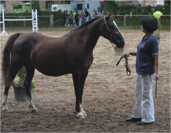 Etalons chosis Iseult de la butte : RAMBO, ARON N, HORS PAIR, QUABAR DES MOCEAUX