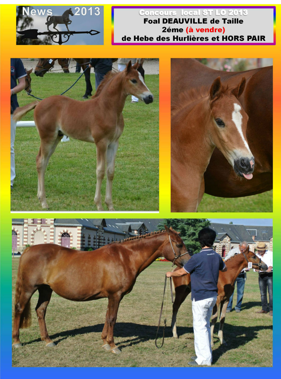 Concours local st lo 2013 foal & poulinière Hebe des hurlière et deauville detaille