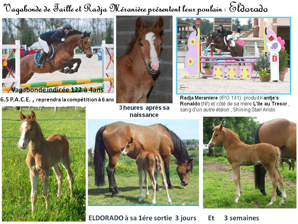 FOAL 2014 ELDORADO VAGABONDE DE TAILLE & RADJA MERANIERE 