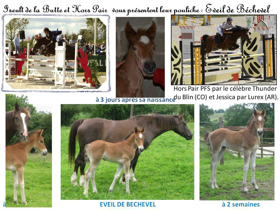 FOAL 2014 EVEIL DE BECHEVEL ISEULT DE LA BUTTE AVEC HORSPAIR 