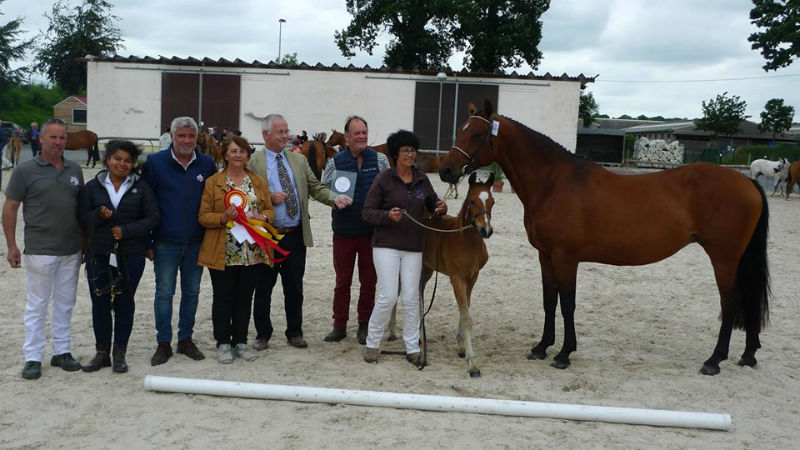 Vagabonde de Taille Championne concours local de Saint LO 2018