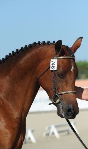 Vagabonde de taille 3ème Médaille au National 2018 